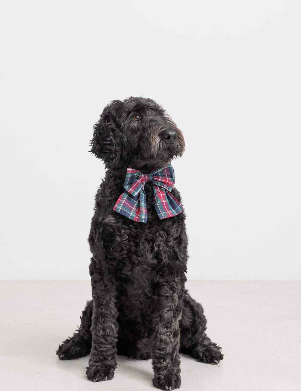 Hund med ternet sløjfe i mørkeblå og røde farver med juletema