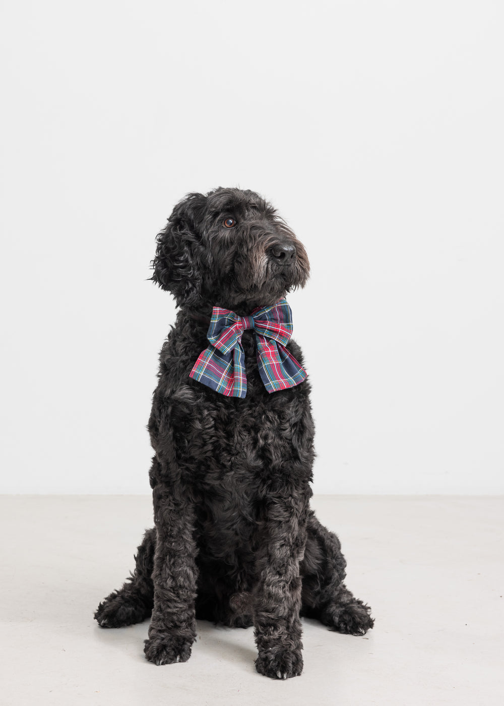 Hund med ternet sløjfe i mørkeblå og røde farver med juletema